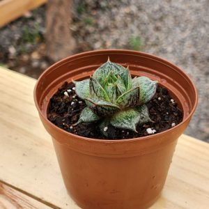 Echeveria Purpusorum - Mini