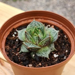 Echeveria Purpusorum - Mini