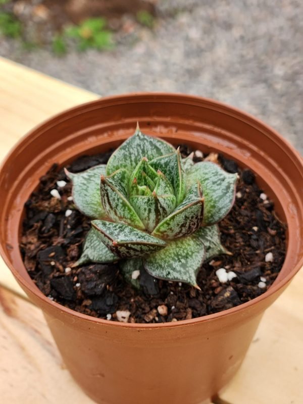 Echeveria Purpusorum - Mini - Imagen 2