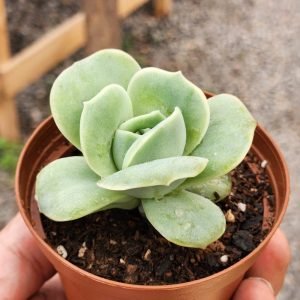 Graptoveria Lovely Rose - Mini