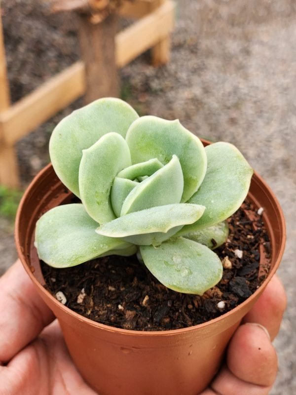 Graptoveria Lovely Rose - Mini - Imagen 2