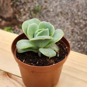 Graptoveria Lovely Rose - Mini