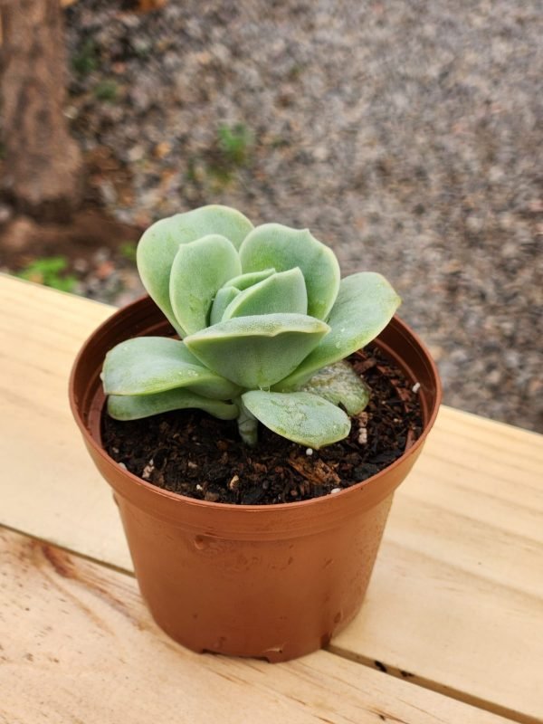 Graptoveria Lovely Rose - Mini