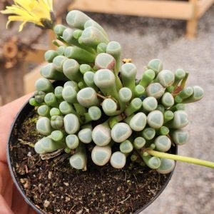 Fenestraria Rhopalophylla