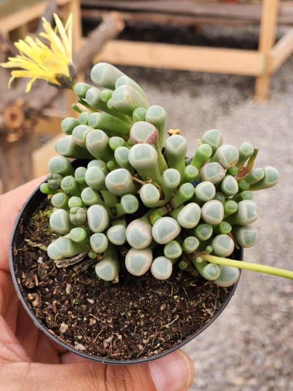 Fenestraria Rhopalophylla - Imagen 2