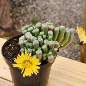 Fenestraria Rhopalophylla