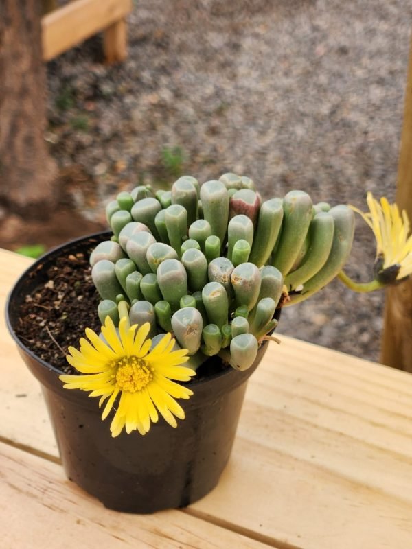 Fenestraria Rhopalophylla
