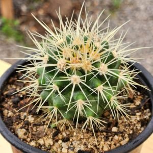 Echinocactus grusonii - Cactus