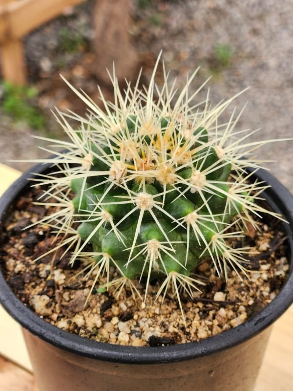Echinocactus grusonii - Cactus - Imagen 2