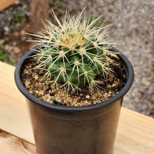Echinocactus grusonii - Cactus