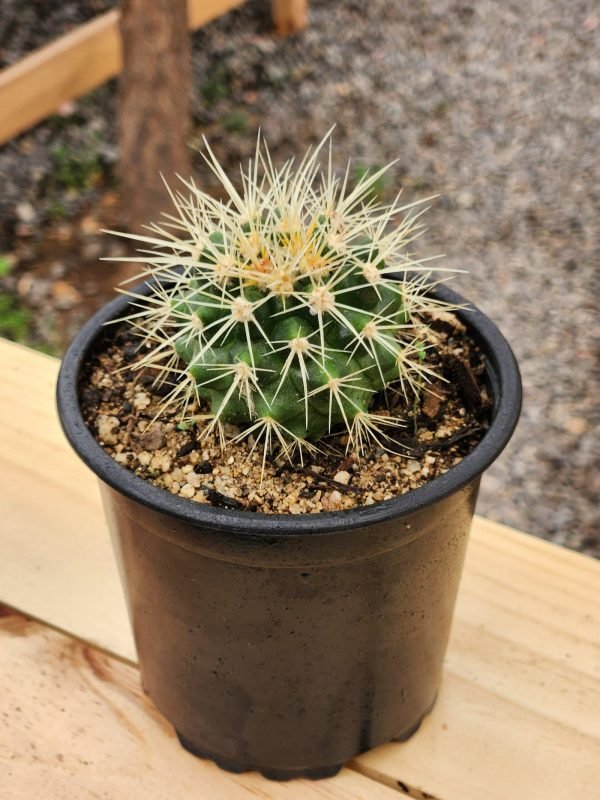 Echinocactus grusonii - Cactus