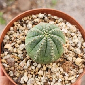 Euphorbia Obesa