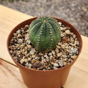 Euphorbia Obesa