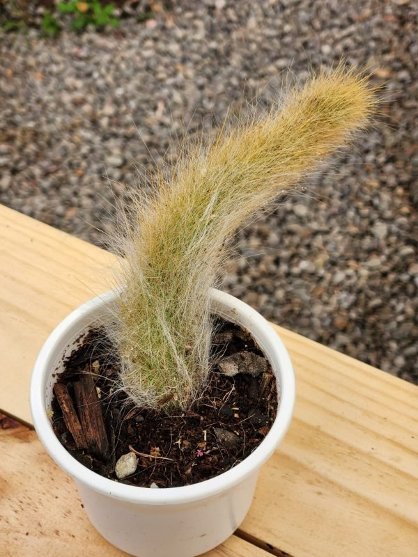 Cleistocactus colademononis - Cactus Cola de mono - Imagen 2