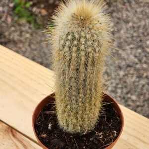 Cleistocactus Strausii - Cactus