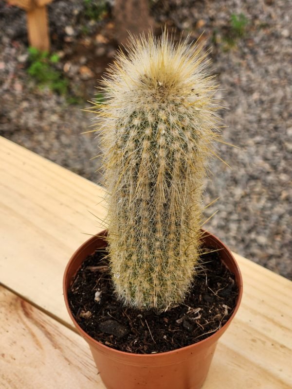 Cleistocactus Strausii - Cactus - Imagen 2