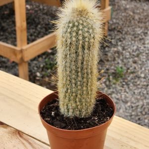 Cleistocactus Strausii - Cactus