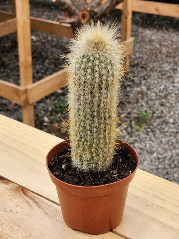 Cleistocactus Strausii - Cactus