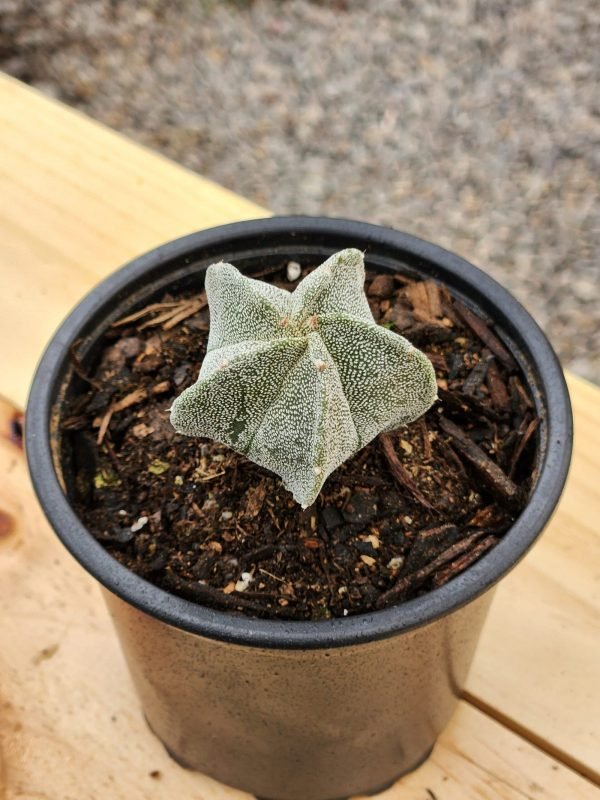 Astrophytum Myriostigma - Cactus - Imagen 2