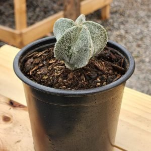 Astrophytum Myriostigma - Cactus