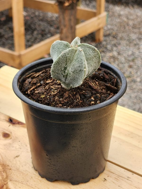 Astrophytum Myriostigma - Cactus