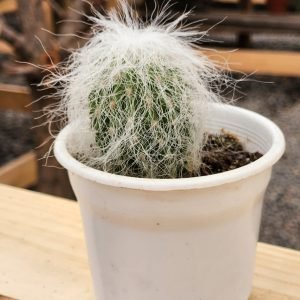 Cephalocereus Senilis - Cactus Abuelo