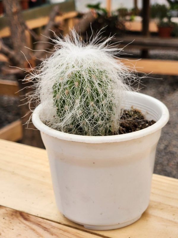 Cephalocereus Senilis - Cactus Abuelo