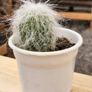 Cephalocereus Senilis - Cactus Abuelo