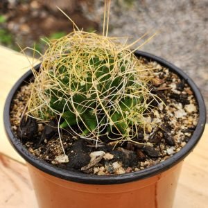 Mammilaria Decipiens - Cactus
