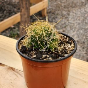 Mammilaria Decipiens - Cactus