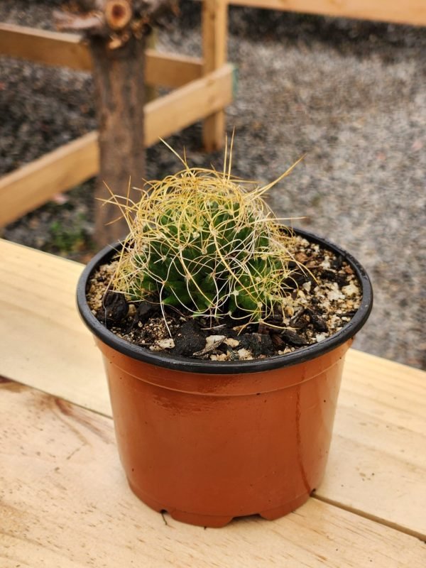 Mammilaria Decipiens - Cactus