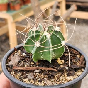 Astrophytum Capricorne - Cactus