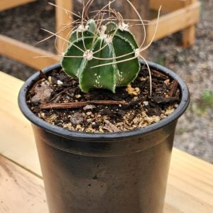 Astrophytum Capricorne - Cactus