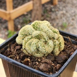 Mammilaria Elongata cristata - Cactus