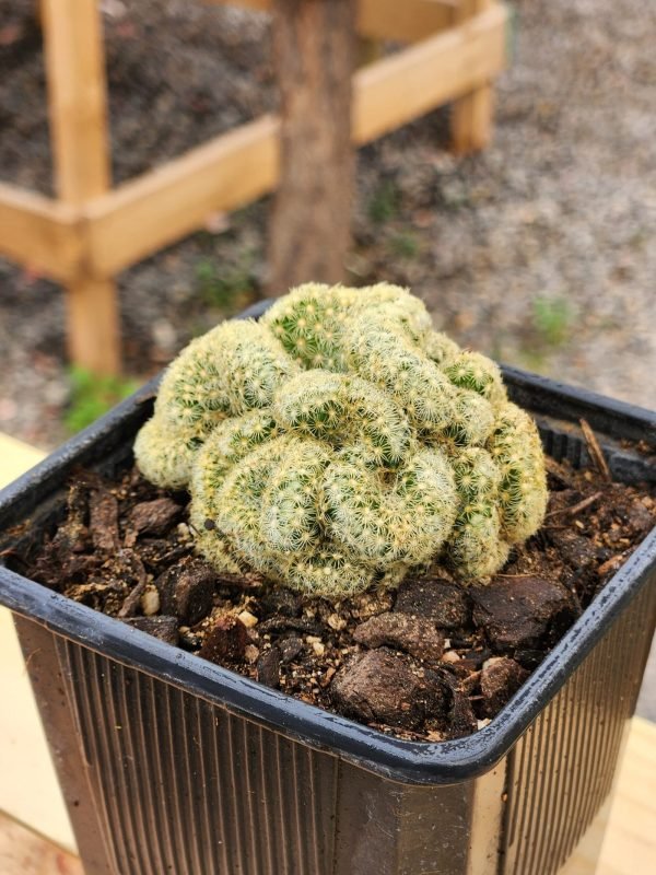 Mammilaria Elongata cristata - Cactus - Imagen 2