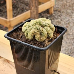 Mammilaria Elongata cristata - Cactus