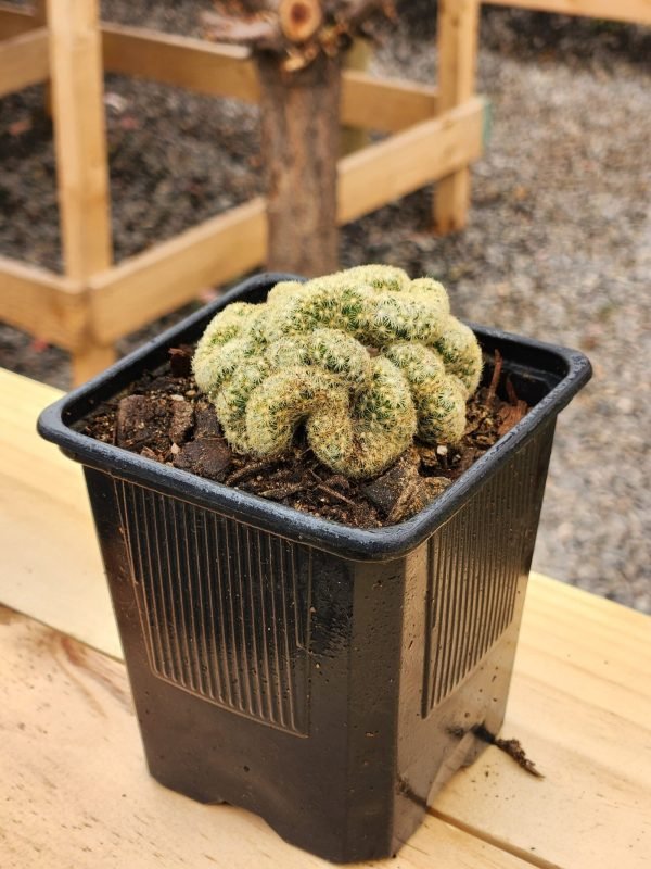 Mammilaria Elongata cristata - Cactus