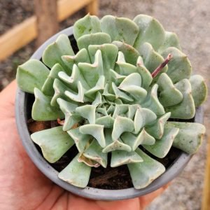 Echeveria Pinwheel Revolution