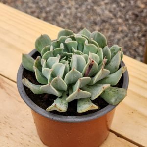 Echeveria Pinwheel Revolution