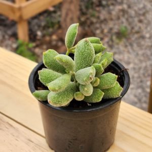 Cotyledon Tomentosa Garrita de Gato - Cat Paw