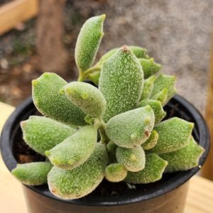 Cotyledon Tomentosa Garrita de Gato - Cat Paw
