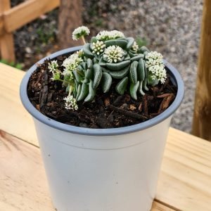 Crassula Celia