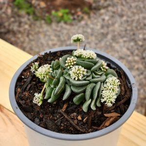 Crassula Celia