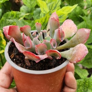 Echeveria Pink Trumpet - Suculenta