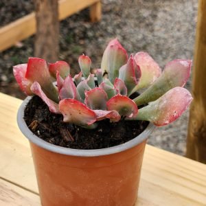 Echeveria Pink Trumpet - Suculenta