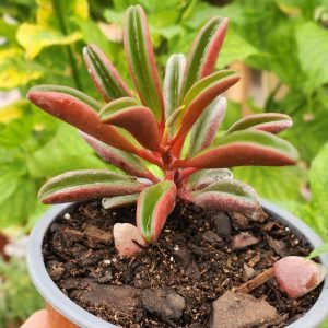 Peperomia Graveolens - Ruby Glow