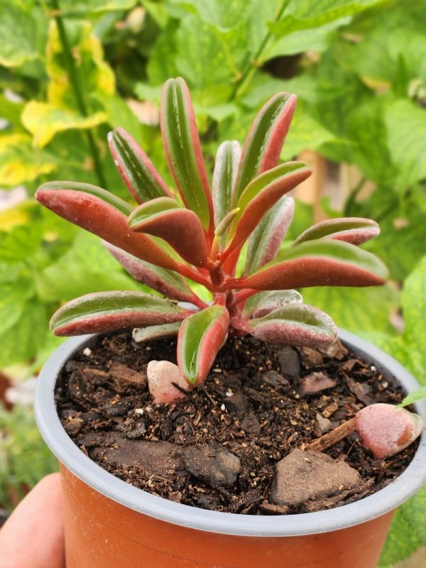 Peperomia Graveolens - Ruby Glow - Imagen 2