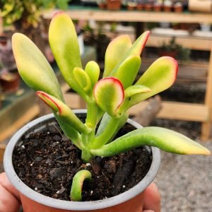 Crassula Ovata Tricolor
