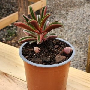 Peperomia Graveolens - Ruby Glow