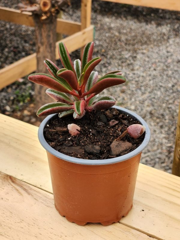 Peperomia Graveolens - Ruby Glow